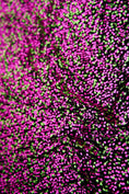 Load image into Gallery viewer, Neon Velvet Fabric, Velvet Sequin Fabric, Stretch Velvet by the Yard, Luxury Fabrics for Dresses, Fashion Fabric
